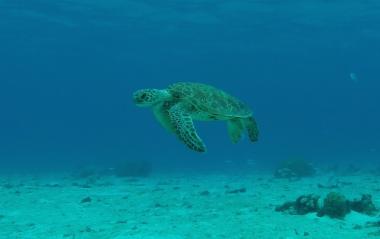 Le programme HaPéRO (étude des Habitats Péri‐Récifaux évalués par Observation vidéo), mené par l’UNC et VISIOON; s'intéresse aux fonds meubles des atolls d'Entrecasteaux. UNC-Visioon, 2021.