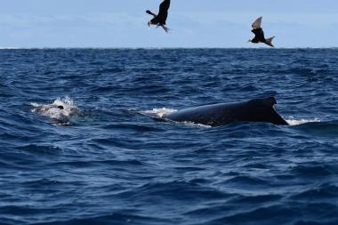 Trois groupes de baleines à bosse ont été étudiés dans le « V » des Chesterfield. (c) Léocadie Jamet, IRD.