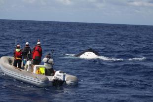 Tag d'une baleine à bosse (c)Claire Garrigue IRD Projet MARACAS.jpg