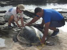 Entrecasteaux, green turtle tracking, DMA FES.jpg