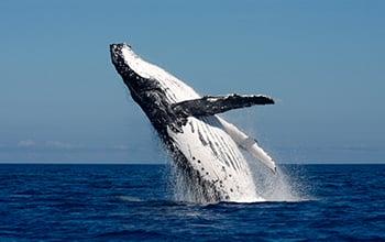 Baleine à bosse, Operation Cétacés