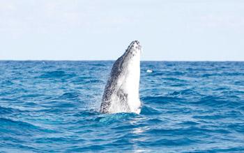 Humpback whale, Opération Cétacés