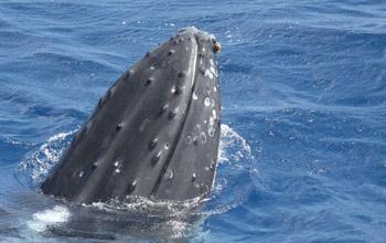 Humpback whale beak, Claire Garrigue, IRD