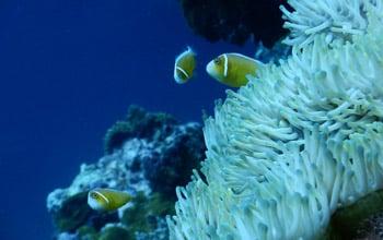 Coral reef, Mael Imirzaldu, Conservation International