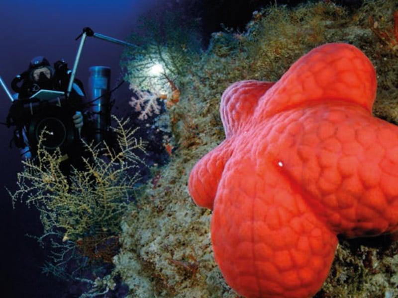 Une étoile de mer encore inconnue pour la science parmi les gorgones. (c) Laurent Ballesta, L'œil d'Andromède. Une étoile de mer encore inconnue pour la science parmi les gorgones. (c) Laurent Ballesta, L'œil d'Andromède.
