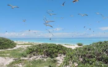 Ilot Leleizour, atolls d'Entrecasteaux, David Ugolini, SCO