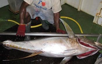  Aboard a ship, measuring a freshly caught tuna DAM SPE