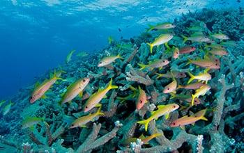 Récif "sauvages", (c) Jean-Michel Boré, IRD Mission Pristine. Récif "sauvages", (c) Jean-Michel Boré, IRD Mission Pristine.
