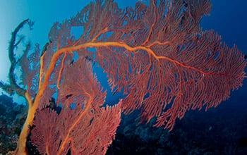 Gorgone on the Pristine reef, (c) Jean-Michel Boré, IRD.