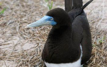 Brown booby, Nicolas Petit Brown booby, Nicolas Petit