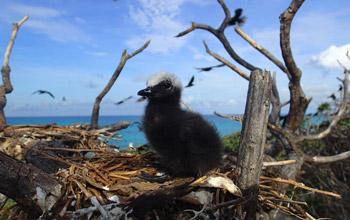 Black noddy chick, DAM SPE Black noddy chick, DAM SPE