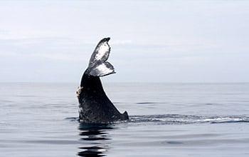 Humpback whale, Opération Cétacés