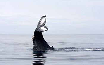 Baleine à bosse, (c) Opération Cétacés. Baleine à bosse, (c) Opération Cétacés.