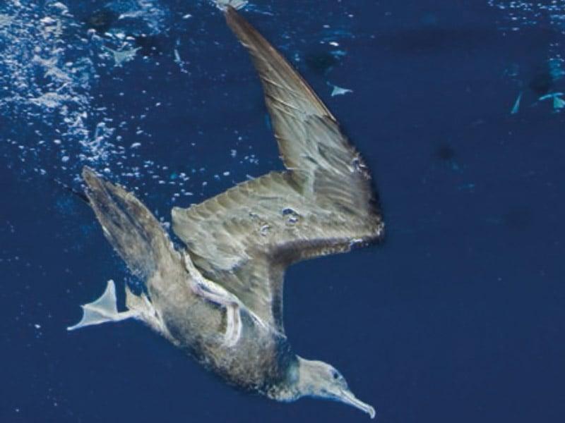  Pacific shearwater looking for prey. Chick growth and survival depend on this quest for food in ocean environments, Thomas Vignaud