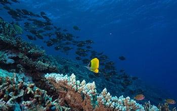 Récif corallien, Phillipe Frolla, (c) Université de Nouvelle-Calédonie.