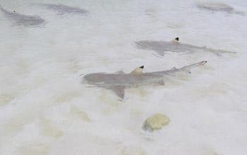 Blacktip shark , Chesterfield plateau, Théa Jacob, WWF Blacktip shark , Chesterfield plateau, Théa Jacob, WWF