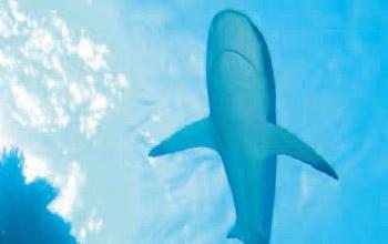 Shark, Eric Clua, CPS-CRISP Shark, Eric Clua, CPS-CRISP