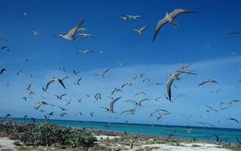 Sooty Terns taking off, Chesterfield plateau, (c) Théa Jacob - WWF