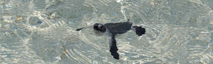 Baby Green turtle, DAM SPE Baby Green turtle, DAM SPE
