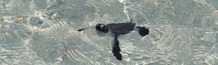 Baby Green turtle, DAM SPE