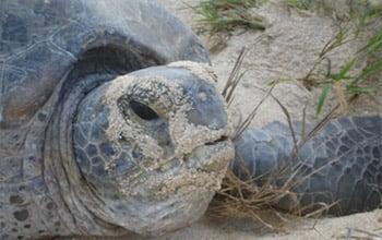 Green turtle, Entrecasteaux Atolls, (c) Cyrille Huruguen, ASNNC.