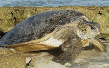 Green turtle, Entrecasteaux atolls, Nicolas Petit