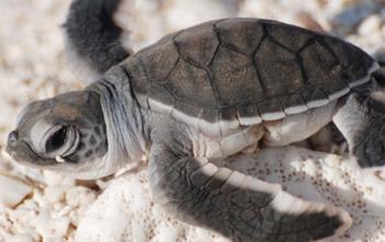 Baby turtle, Entrecasteaux Atolls, Pierre Bachy, SCO