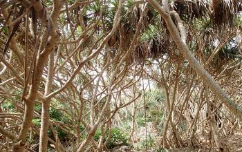 Walpole, forêt de pandanus, Cyrille Huruguen, ASNNC