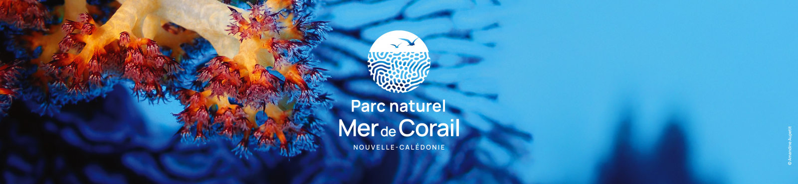 06-bandeau_site-mer_de_corail_.png