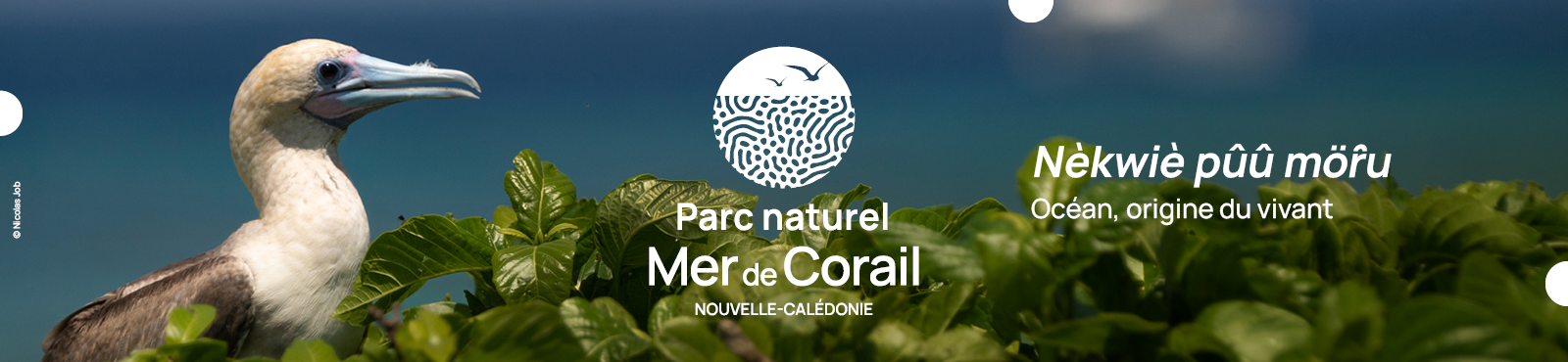 08-site_mer_de_corail.png