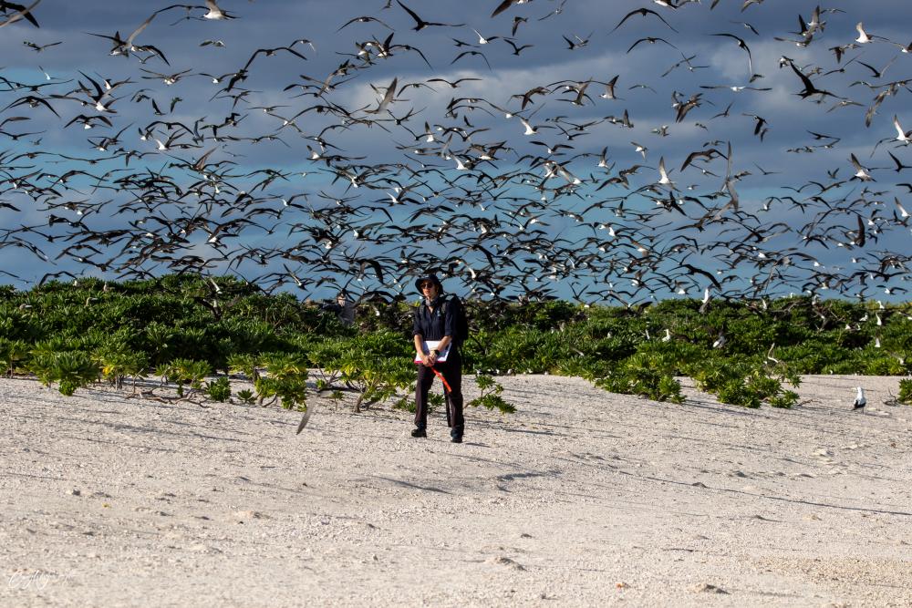Pendant cette mission, les équipes ont visité quatorze sites du parc australien. Objectif : mieux comprendre l’état écologique des îlots, identifier les menaces émergentes et tester des actions de conservation. Cliché Guyan Weerasinghe, Parks Australia. Pendant cette mission, les équipes ont visité quatorze sites du parc australien. Objectif : mieux comprendre l’état écologique des îlots, identifier les menaces émergentes et tester des actions de conservation. Cliché Guyan Weerasinghe, Parks Australia.