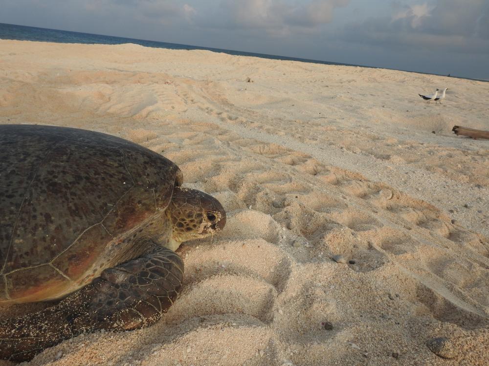 Entrecasteaux, green turtle at Huon islet, DMA FES.jpg