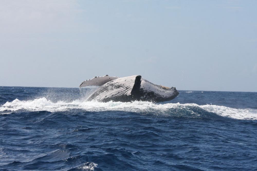 Baleine à bosse (c)Claire Garrigue IRD Projet MARACAS.jpg