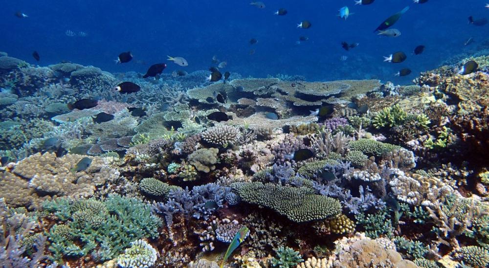 Récif corallien, ©Francesca Benzoni IRD-Projet POST BLANCO