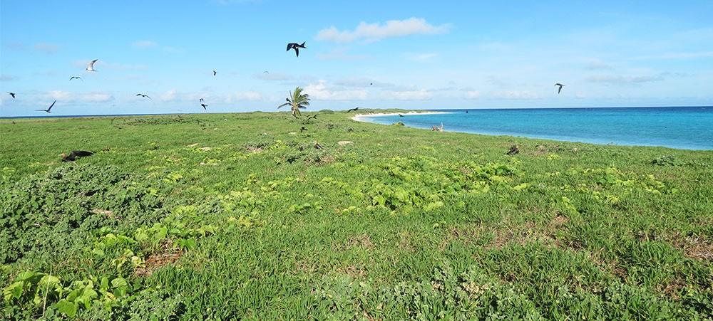 Ilot le leizour, réserve intégrale aux atolls d'Entrecasteaux, parc naturel de la mer de corail.jpg