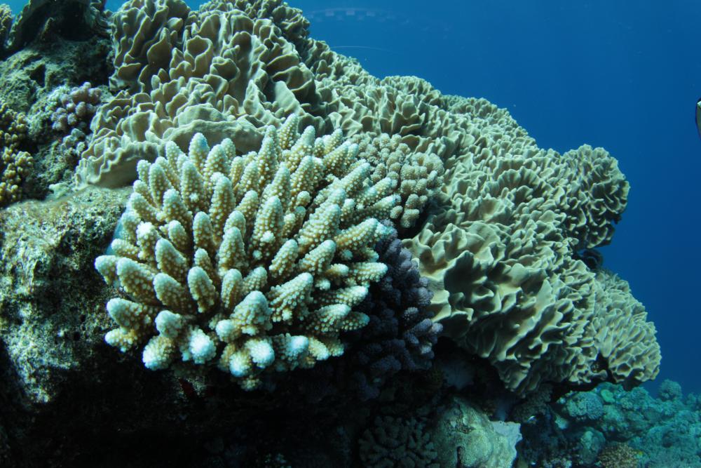 Pristine reef,  parc naturel de la mer de corail,  scientific mission, Jean-Michel Boré IRD