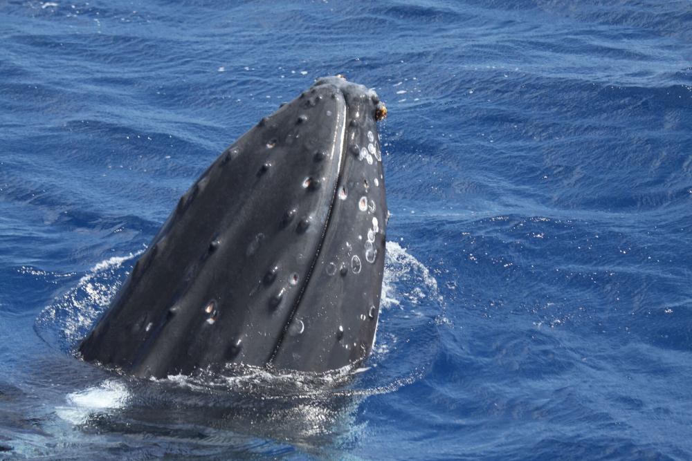 Rostre d'une baleine à bosse, Claire Garrigue IRD