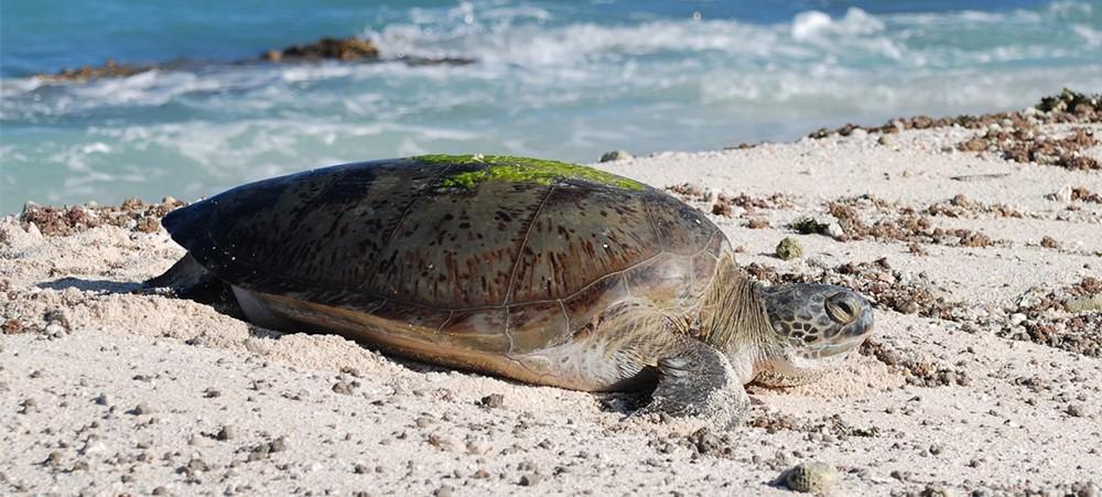 Depuis 2008, il est interdit de pêcher la tortue au sein du parc de la mer de Corail et le requin depuis 2013. Ici, une tortue verte.jpg