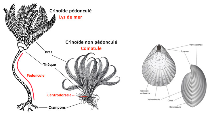 crinoide-biodiversite-gorgones.jpg